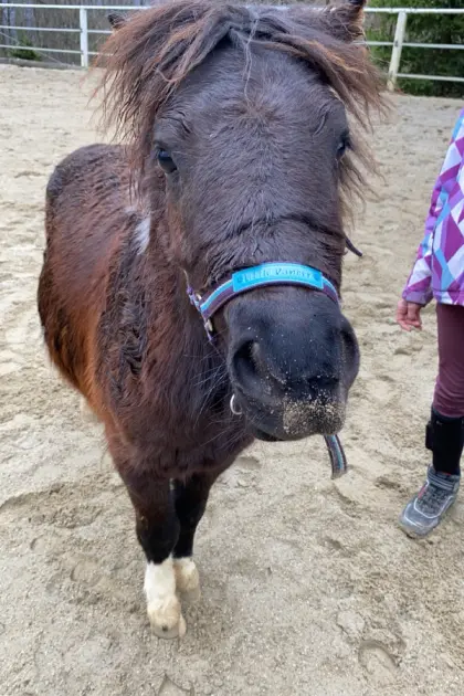 Reitbeteiligung gesucht