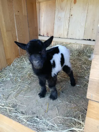 Zwergziegen/Minizwergziege