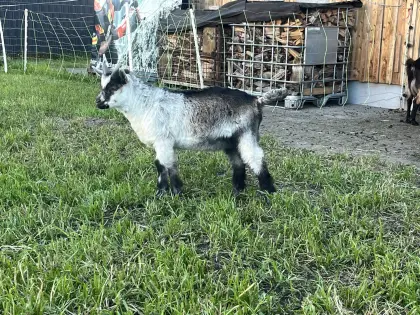 Passeirer Gebirgsziegenbockkitz