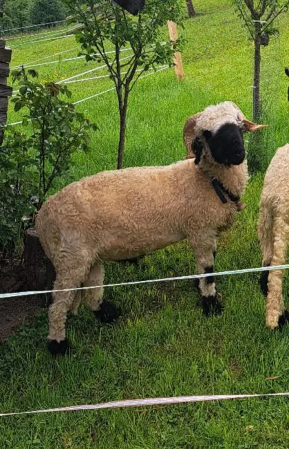 Walliser Schwarznasen-Widder