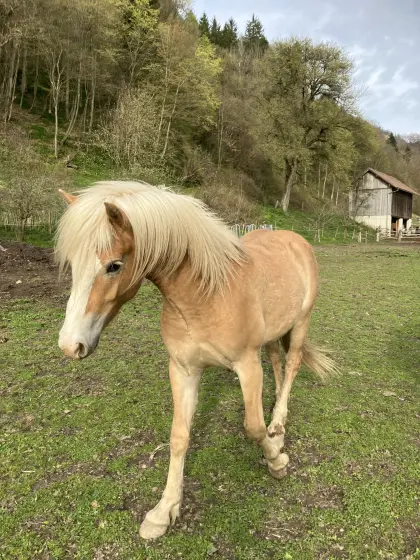 Auffällig fescher Haflinger zu verkaufen