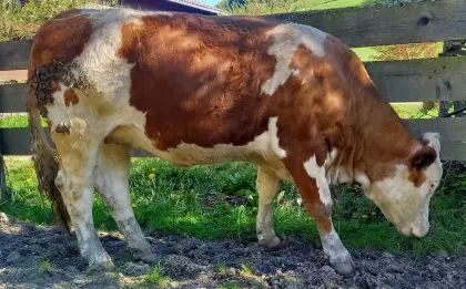 Trächtige Bio-Fleckvieh Kalbin