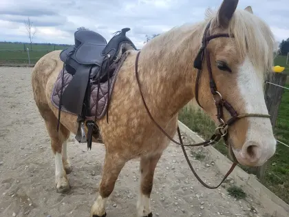 Pflegebeteiligung, Reitbeteiligung in Steyr-Behamberg