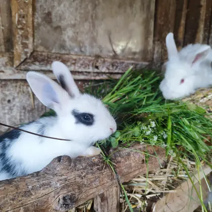 Meerschweinchen und Zwerghasen zu verkaufen