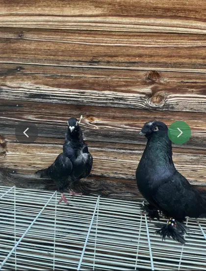 Dringend zu verkaufen: Schönes Taubenpaar