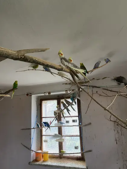 Wellensittich, Rosella, Nymphensittich