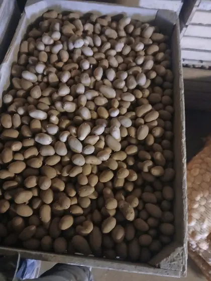 Verkaufe Speisekartoffeln Emanuelle