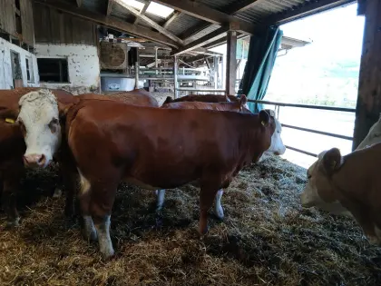 Trächtige Kalbinnen