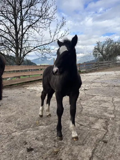 Noriker Hengstfohlen