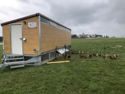 Legehennen 7 Monate alt