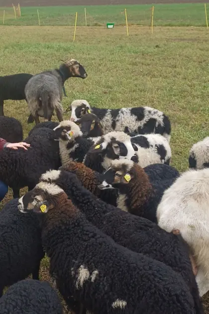 Krainersteinschaflämmer