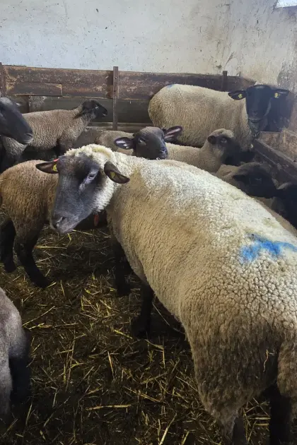 Schwarzköpfiges Fleischschaf