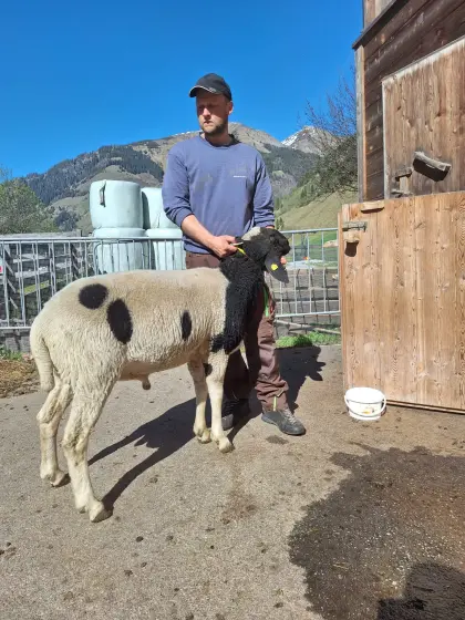 Tscheggenwidder zu vergeben