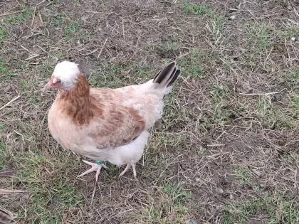 Bruteier von Rassegeflügel