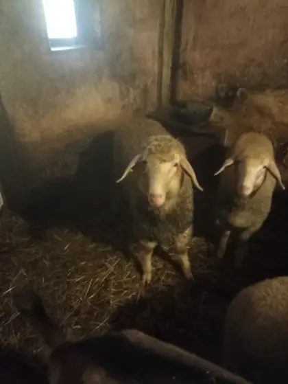 Verkaufe Merino Lämmer