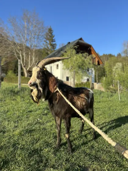 Ziegenbock