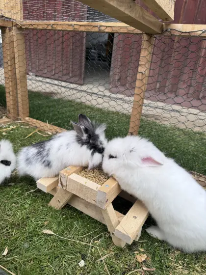 5 süße Zwerghasen - kastriert