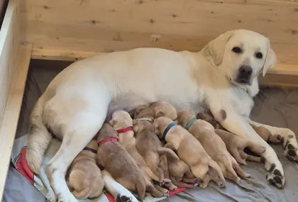 Reinrassige Labrador-Welpen mit Ahnentafel