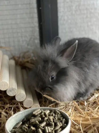 Zwergkaninchen zu verschenken