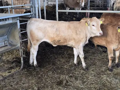 Blond Aquitain Kalbinen