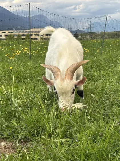 Zwergziegenbock