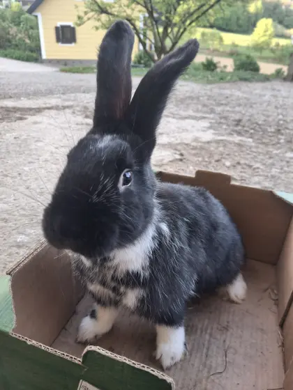 Fleischhasen Rammler