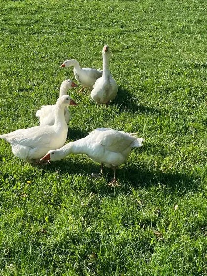 Weidegänse
