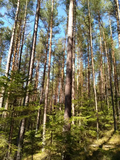 Suche Wald im Raum Gmünd, Waidhofen und Zwettl