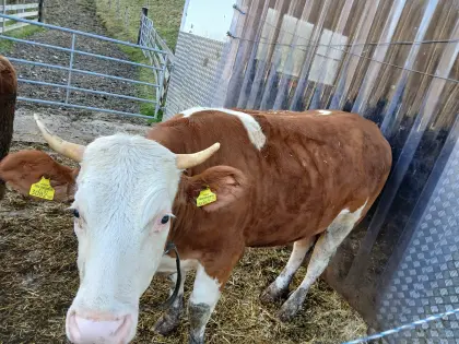 Bio Fleckvieh Kalbin trächtig