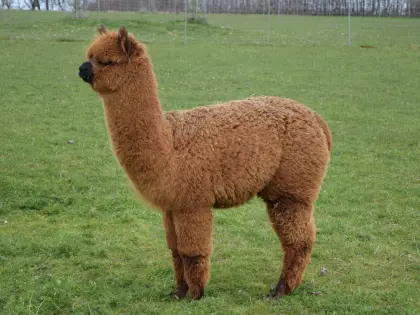 Alpaka