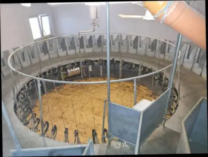 Melkkarussell Schafe Ziegen