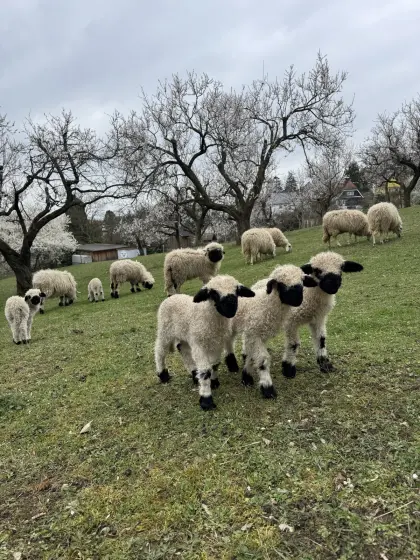 Walliser Schwarznasen