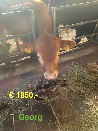 Bio Limousin Jung-Stiere