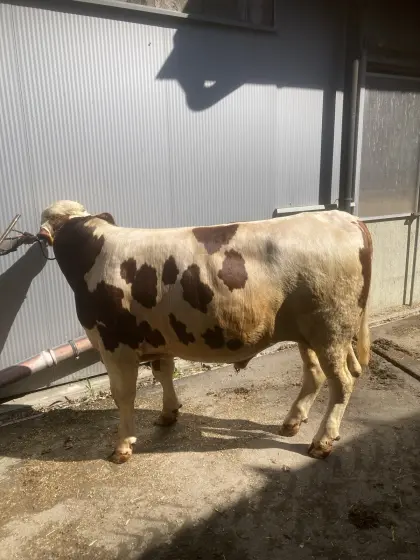 Fleckvieh Zuchtstier