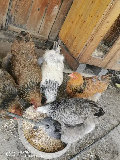 Brahma Jungtiere von 2026