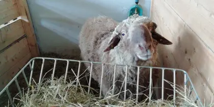 Verkaufe Alpinen Steinschaf Widder