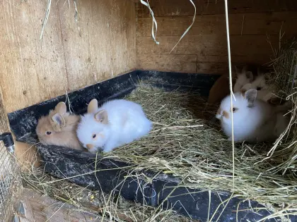 Süße Löwenkopfteddys