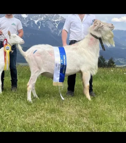 Verkaufe Top Saanenbock