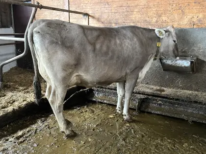 Brown Swiss Erstlingskuh