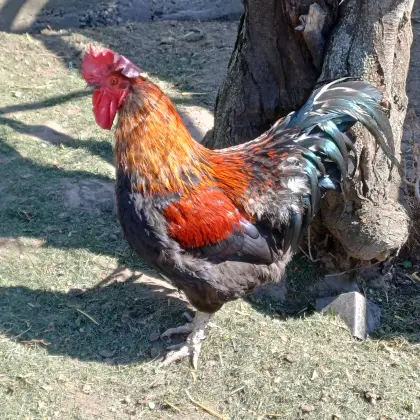 Gutmütiger Hahn gratis abzugeben