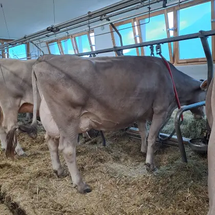 Brown Swiss Kuh