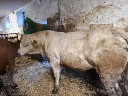 Sprungstier Charolais