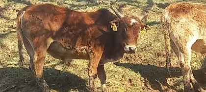 Zwerg Zebu-Herdeauflösung