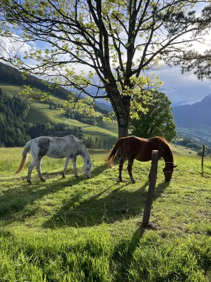 Einstellplatz am Bergbauernhof