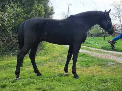 Nonius Wallach- Ignác