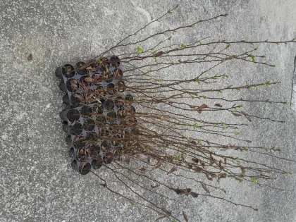 Hainbuche getopft 80/100