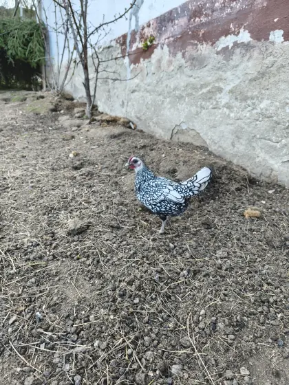 2 Sebright Hennen aus 24