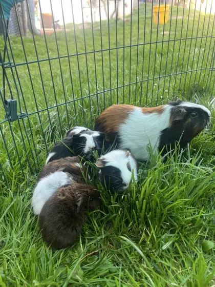 Junge Meerschweinchen