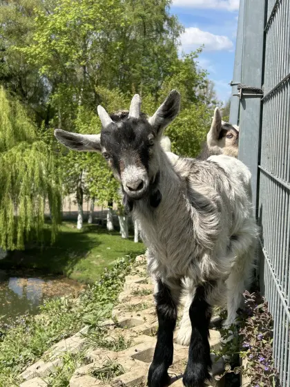 3 Ziegenböcke Kitz