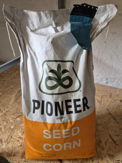 BIO Mais Saatgut P8436